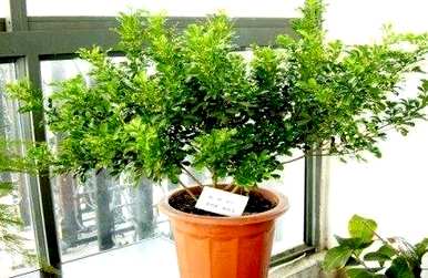 种植米兰花的市场前景，如何种植米兰花