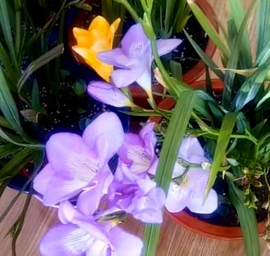 兰花有哪些种类，兰花有哪些花语？