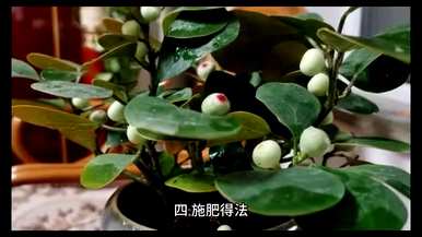 小盼菩提盆栽如何养殖，小盼菩提南方如何养殖？