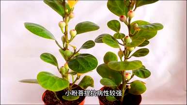 小盼菩提盆栽如何养殖，小盼菩提南方如何养殖？