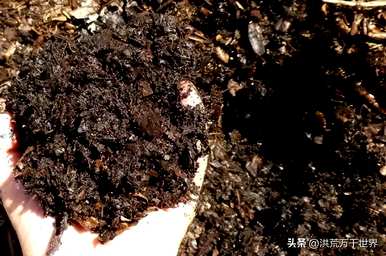 钱多盆栽怎么养殖？钱多盆栽怎么养殖？
