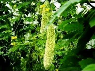 苦瓜种子如何快速发芽，苦瓜种子如何最快发芽？