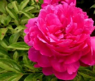 春牡丹不开花怎么办？牡丹怎么养才能开花？