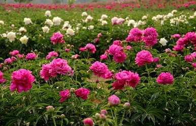春牡丹不开花怎么办？牡丹怎么养才能开花？