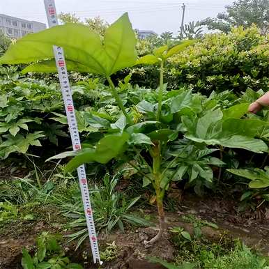 八角金盘属于什么植物？八角金盘适合家里养吗？