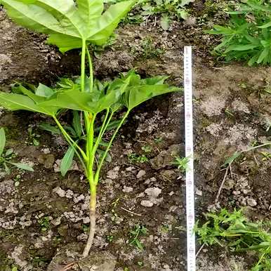八角金盘属于什么植物？八角金盘适合家里养吗？