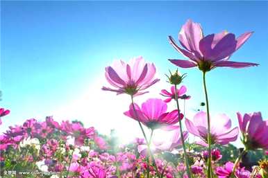 格桑花的花语是什么，格桑花的花语和寓意是什么？