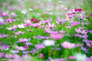 格桑花的花语是什么，格桑花的花语和寓意是什么？