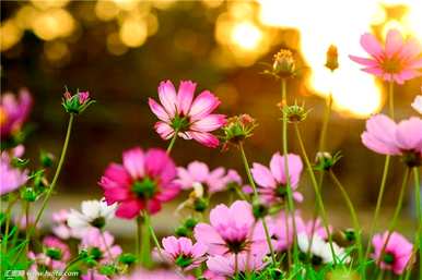 格桑花的花语是什么，格桑花的花语和寓意是什么？