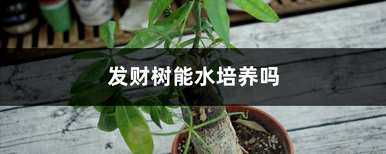 发财树能不能水培？榕树能不能水培？