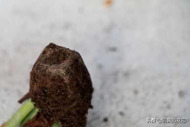 如何养出绮罗多肉的状态，绮罗多肉在广东容易养吗？
