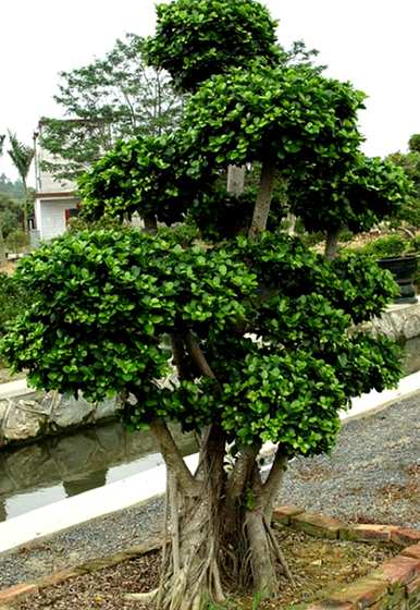 如何养金钱榕树盆景，如何养金钱榕树盆景