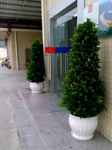 如何养金钱榕树盆景，如何养金钱榕树盆景