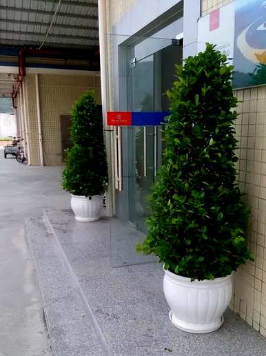 如何养金钱榕树盆景，如何养金钱榕树盆景