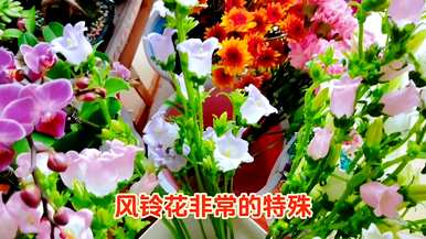 什么是风铃花语，什么是英语？