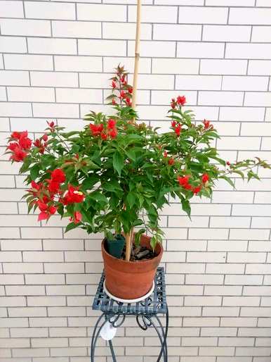 如何修剪三角梅开花多视频教程，如何修剪三角梅开花多