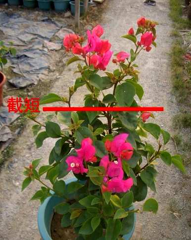 如何修剪三角梅开花多视频教程，如何修剪三角梅开花多