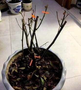 如何修剪三角梅开花多视频教程，如何修剪三角梅开花多