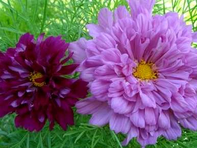 如何播种波斯菊花种子，什么时候播种波斯菊花种子最好