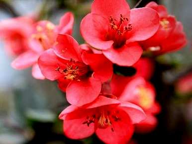 北方养海棠花什么季节开花旺盛，海棠花怎么养才能更旺盛？