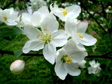 北方养海棠花什么季节开花旺盛，海棠花怎么养才能更旺盛？