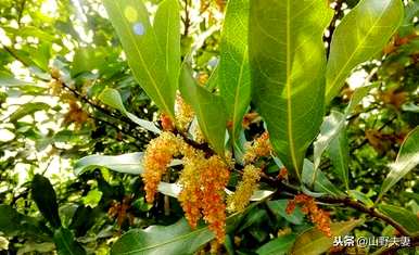 杨梅什么时候开花，杨梅什么时候开花？