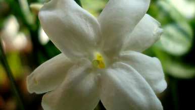 茉莉花多久开一次花？茉莉花在冬天开吗？