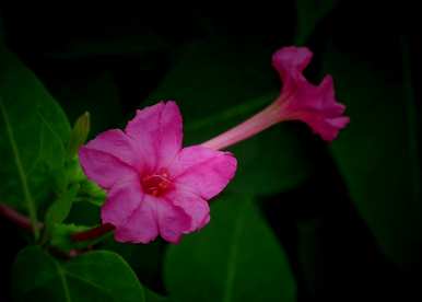 夜来香开花的瞬间，夜来香什么时候开花？