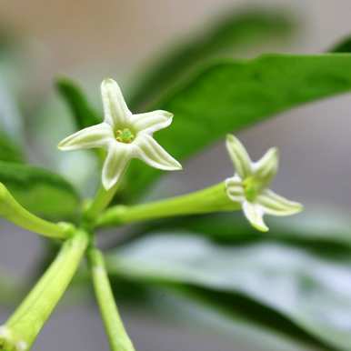 夜来香开花的瞬间，夜来香什么时候开花？