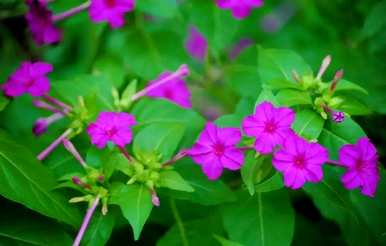 夜来香开花的瞬间，夜来香什么时候开花？