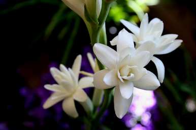 夜来香开花的瞬间，夜来香什么时候开花？