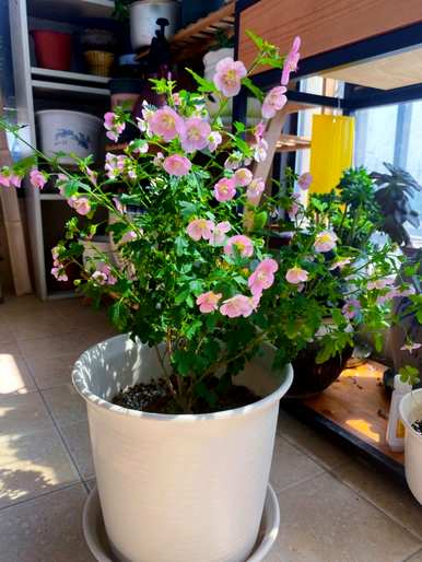 如何养护小木槿花盆栽，木槿花盆栽养殖方法图