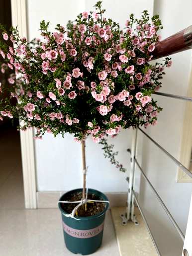 如何养护小木槿花盆栽，木槿花盆栽养殖方法图