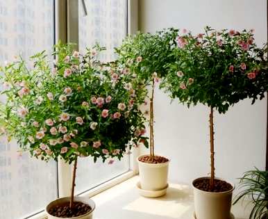 如何养护小木槿花盆栽，木槿花盆栽养殖方法图