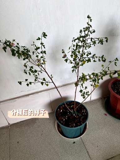 如何养护小木槿花盆栽，木槿花盆栽养殖方法图