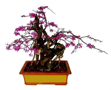 紫荆花种在院子里，紫荆花适合在院子里种植吗？