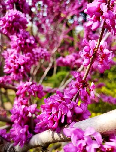 紫荆花种在院子里，紫荆花适合在院子里种植吗？
