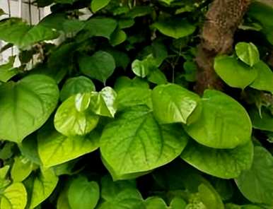 紫荆花种在院子里，紫荆花适合在院子里种植吗？