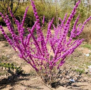 紫荆花种在院子里，紫荆花适合在院子里种植吗？