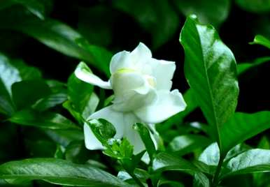 栀子开放的季节，栀子开放的季节是什么？
