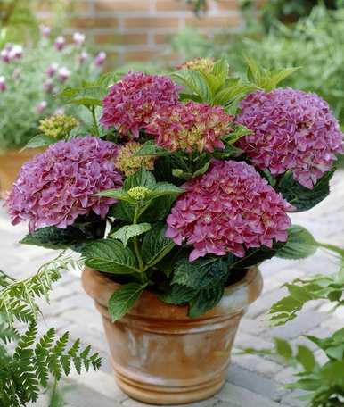 绣球花盆栽怎么养？绣球花盆栽有禁忌吗？