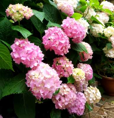 绣球花盆栽怎么养？绣球花盆栽有禁忌吗？