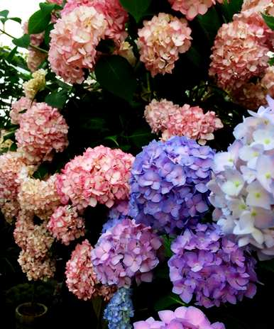 绣球花盆栽怎么养？绣球花盆栽有禁忌吗？