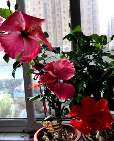 朱槿花怎么养才能开花，朱槿花不开花落蕾的原因是什么？