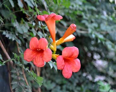 凌霄花什么时候开花，凌霄花开花结果几年？