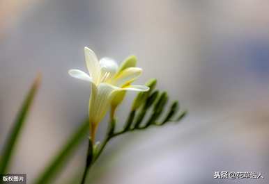 香水兰怎么种，冬天能种吗？