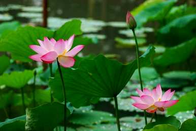 \瑙嗛，如何种植无土水培碗莲？