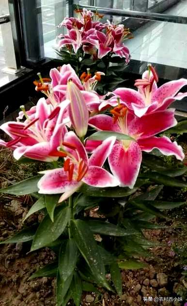 香水百合不开花的原因是什么？香水百合怎么开花？