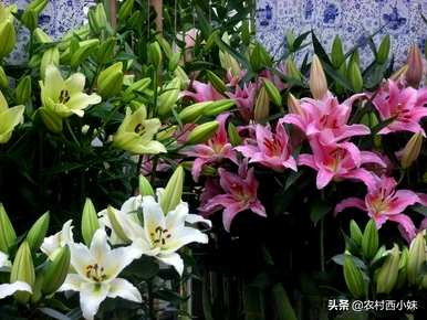 香水百合不开花的原因是什么？香水百合怎么开花？