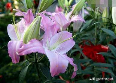 香水百合不开花的原因是什么？香水百合怎么开花？